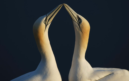 425956 (a): :2560x1600